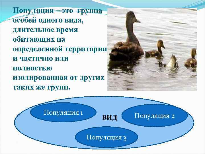 Популяция – это группа особей одного вида, длительное время обитающих на определенной территории и
