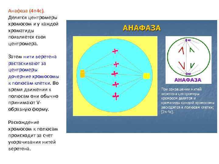 Анафаза (4 n 4 c). Делятся центромеры хромосом и у каждой хроматиды появляется своя