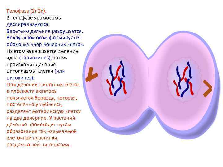 Телофаза (2 n 2 c). В телофазе хромосомы деспирализуются. Веретено деления разрушается. Вокруг хромосом