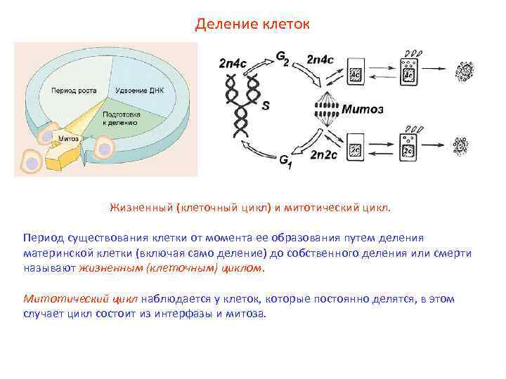 Деление клеток Жизненный (клеточный цикл) и митотический цикл. Период существования клетки от момента ее