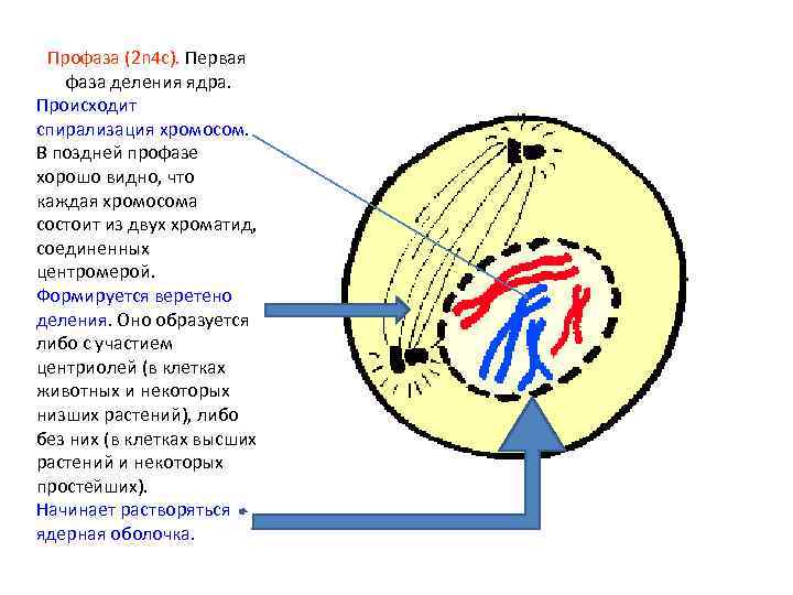 Профаза (2 n 4 c). Первая фаза деления ядра. Происходит спирализация хромосом. В поздней