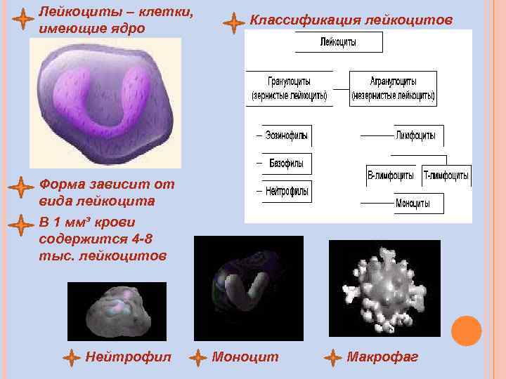 Лейкоциты не имеют постоянной формы