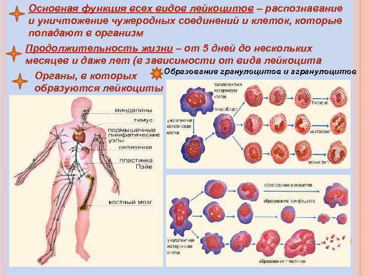 Клетки тела обновляются. Роль лейкоцитов в организме. Обновление клеток в организме. Скорость обновления клеток организма. Роль лейкоцитов в крови человека.