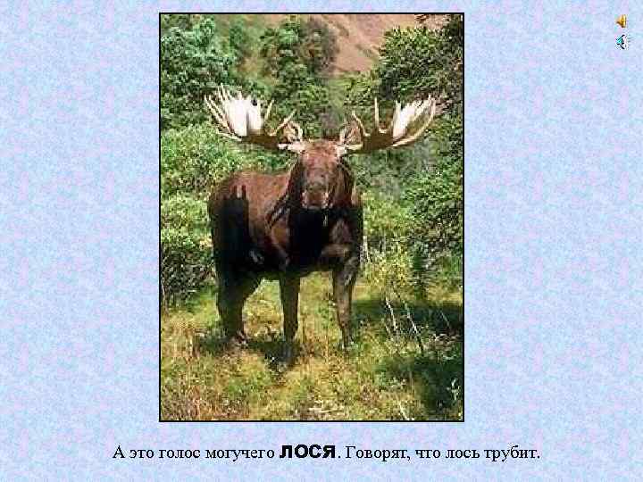 А это голос могучего ЛОСЯ. Говорят, что лось трубит. 