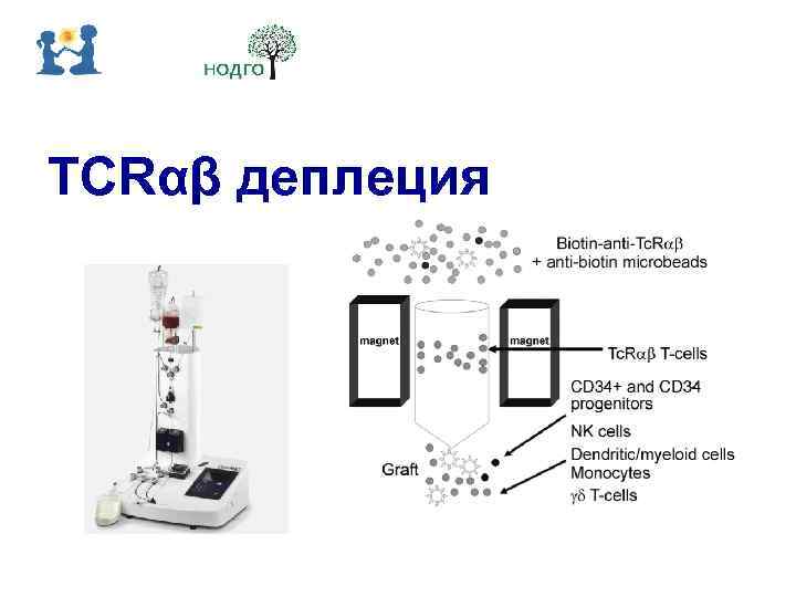 TCRαβ деплеция 