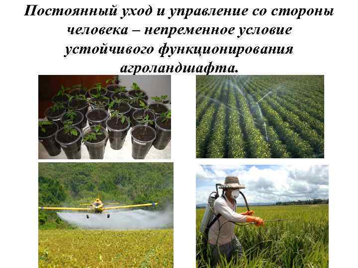 Постоянный уход и управление со стороны человека – непременное условие устойчивого функционирования агроландшафта. 