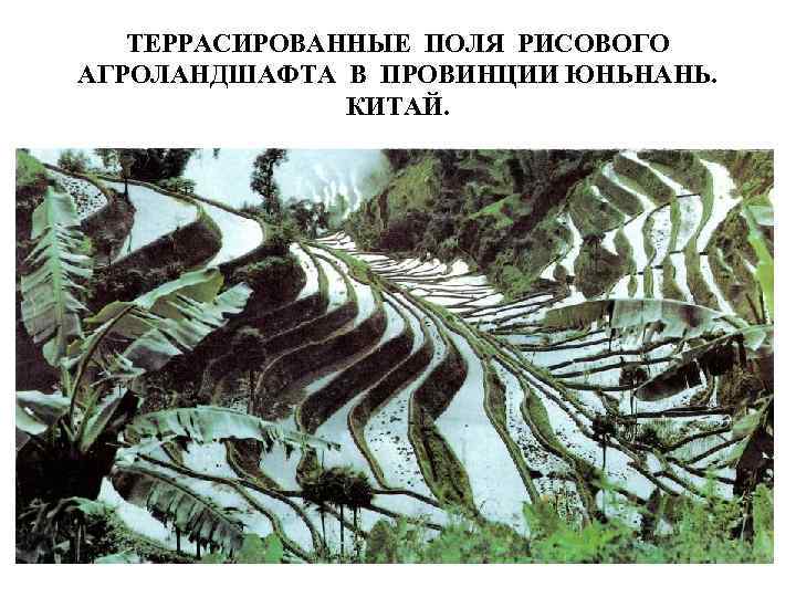 ТЕРРАСИРОВАННЫЕ ПОЛЯ РИСОВОГО АГРОЛАНДШАФТА В ПРОВИНЦИИ ЮНЬНАНЬ. КИТАЙ. 