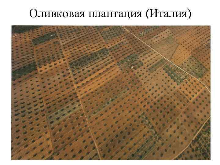 Оливковая плантация (Италия) 