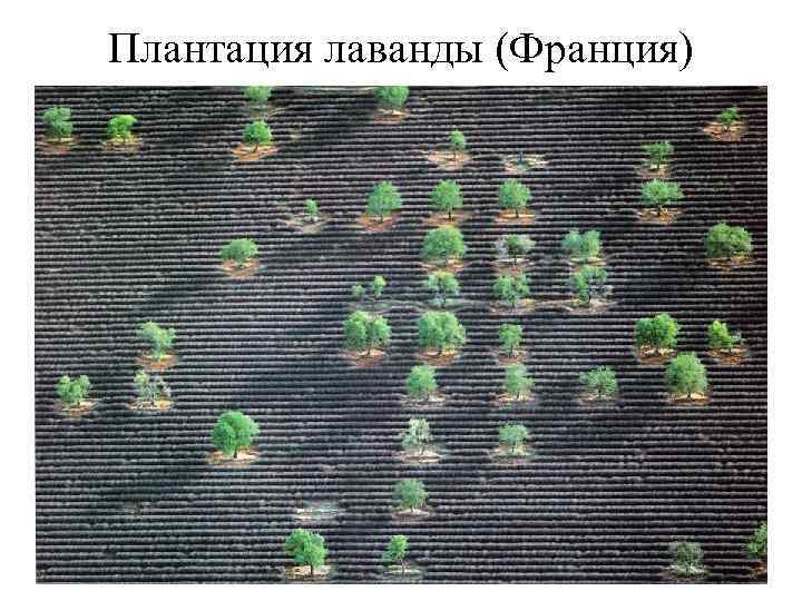 Плантация лаванды (Франция) 