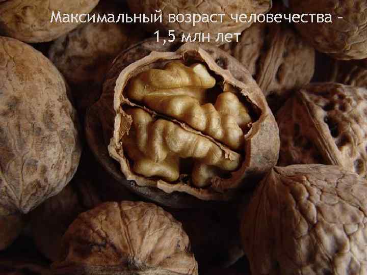 Максимальный возраст человечества – 1, 5 млн лет 