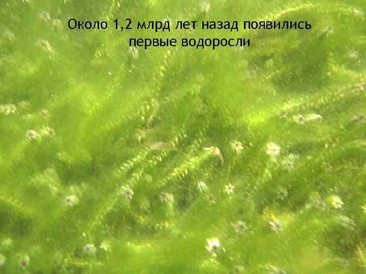 Около 1, 2 млрд лет назад появились первые водоросли 