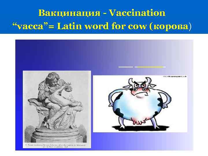 Вакцинация - Vaccination “vacca”= Latin word for cow (корова) 