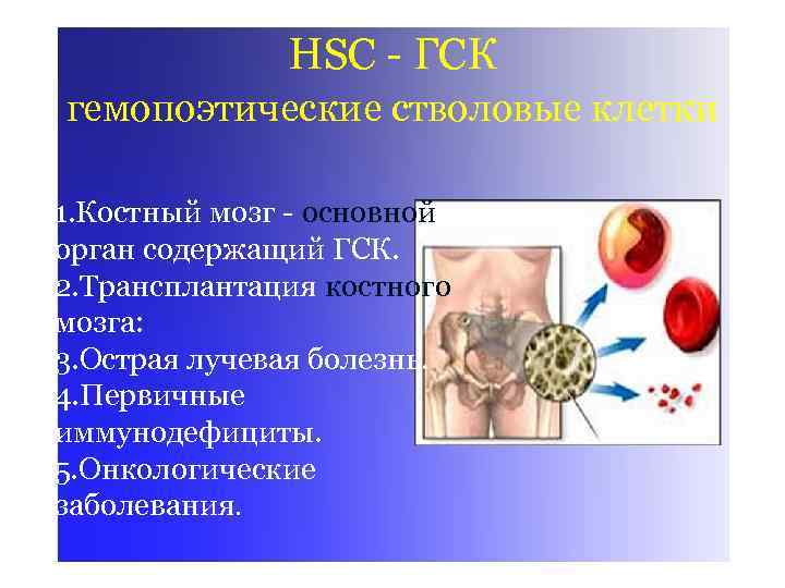 HSC - ГСК гемопоэтические стволовые клетки 1. Костный мозг - основной орган содержащий ГСК.