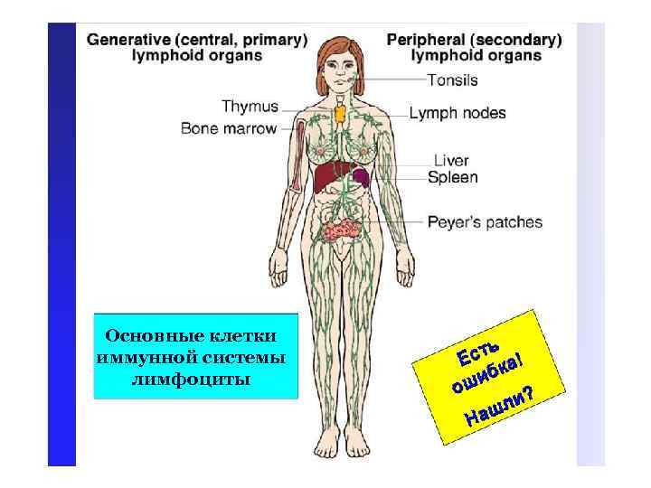 Основные клетки иммунной системы лимфоциты 