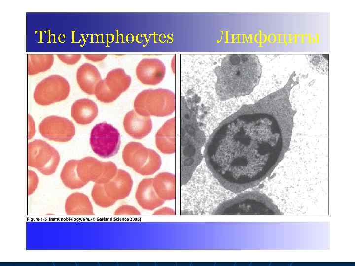 The Lymphocytes Лимфоциты 