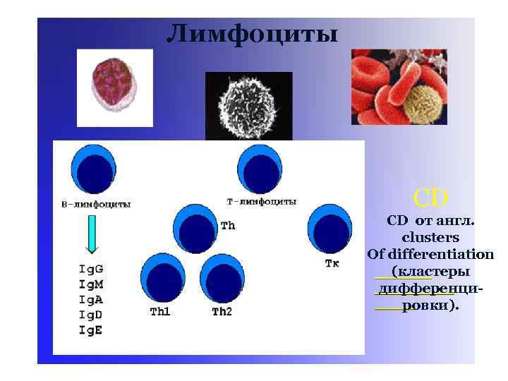 Лимфоциты CD CD от англ. clusters Of differentiation (кластеры дифференцировки). 