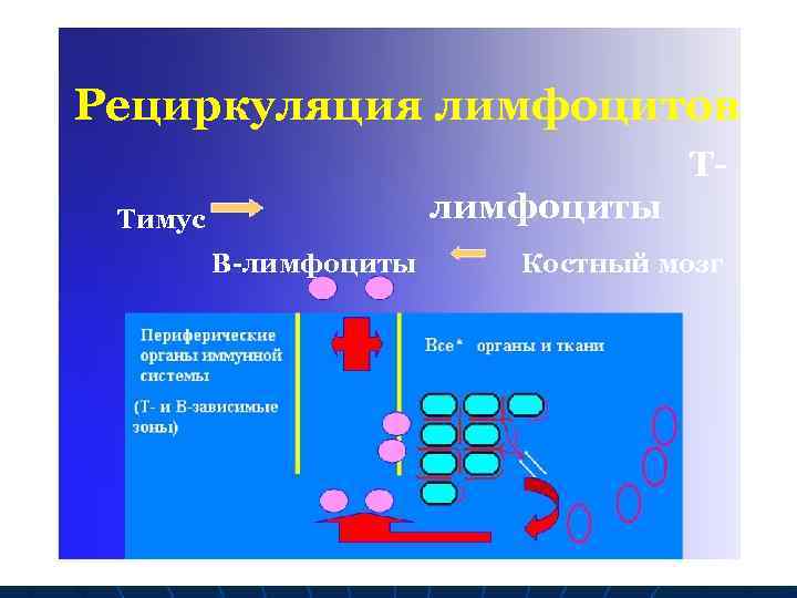 Рециркуляция лимфоцитов Тлимфоциты Тимус В-лимфоциты Костный мозг 