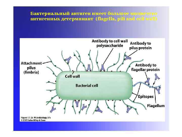 Бактериальный антиген имеет большое множество антигенных детерминант (flagella, pili and cell wall) 