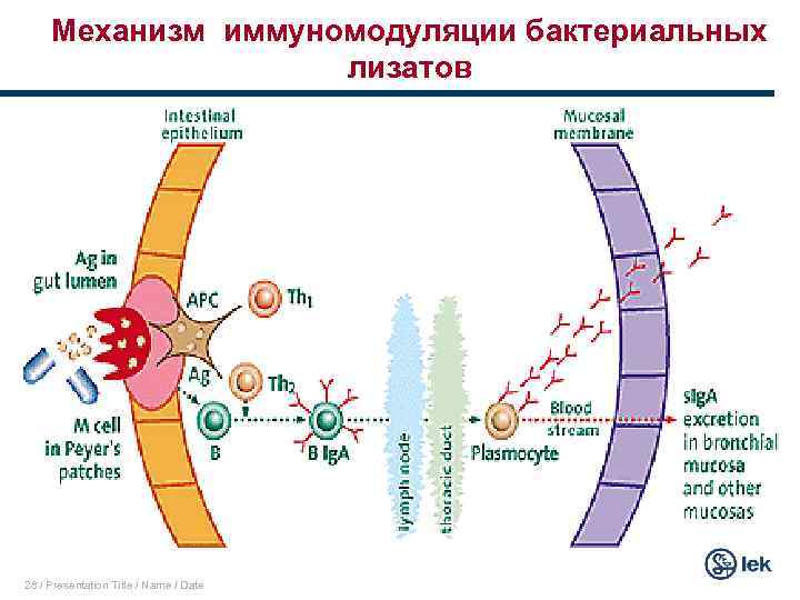 Механизм иммуномодуляции бактериальных лизатов 28 / Presentation Title / Name / Date 
