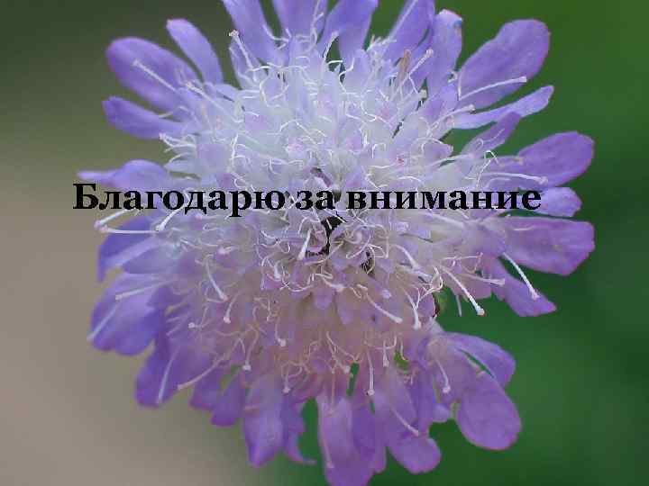 Благодарю за внимание 43 / Presentation Title / Name / Date 