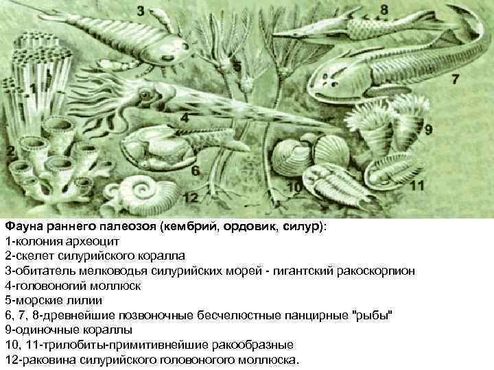 Фауна раннего палеозоя (кембрий, ордовик, силур): 1 колония археоцит 2 скелет силурийского коралла 3