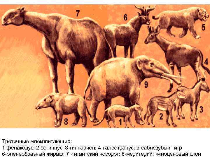 Третичные млекопитающие: 1 фенакодус; 2 эогиппус; 3 гиппарион; 4 палеотранус; 5 саблезубый тигр 6