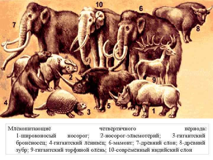 Млекопитающие четвертичного периода: 1 -широконосый носорог; 2 -носорог-эласмотерий; 3 -гигантский броненосец; 4 -гигантский ленивец;