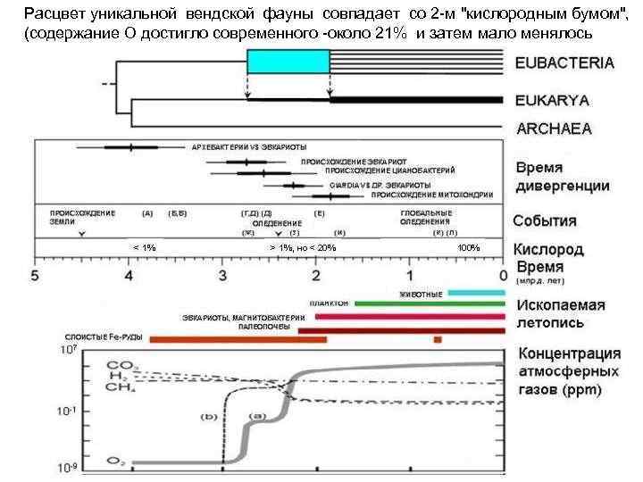 Расцвет уникальной вендской фауны совпадает со 2 м 