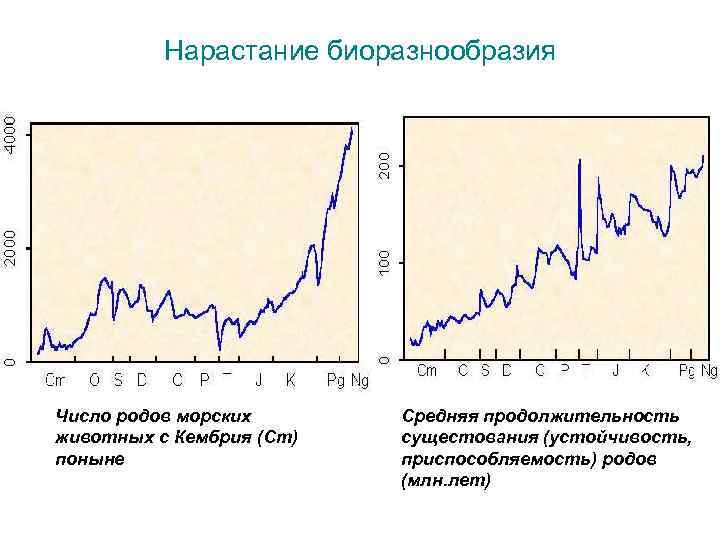 Нарастание биоразнообразия Число родов морских животных с Кембрия (Сm) поныне Средняя продолжительность сущестования (устойчивость,