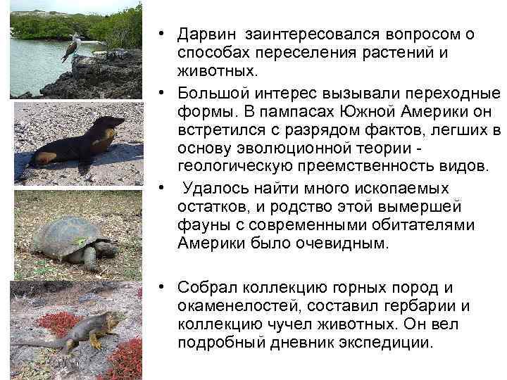  • Дарвин заинтересовался вопросом о способах переселения растений и животных. • Большой интерес