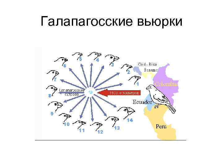 Галапагосские вьюрки 