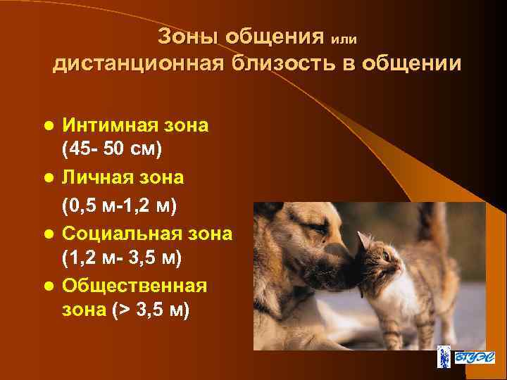 Зоны общения или дистанционная близость в общении Интимная зона (45 - 50 см) l