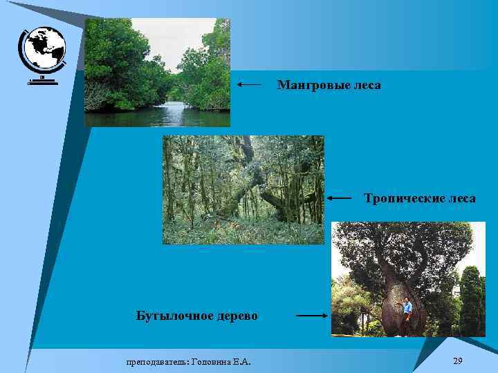 Мангровые леса Тропические леса Бутылочное дерево преподаватель: Головина Е. А. 29 