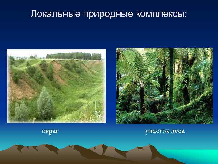 Локальные природные комплексы: овраг участок леса 