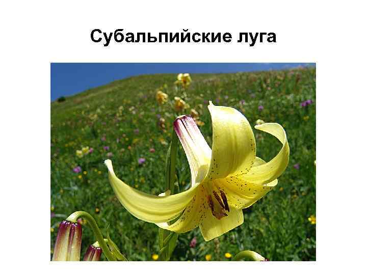 Субальпийские луга 