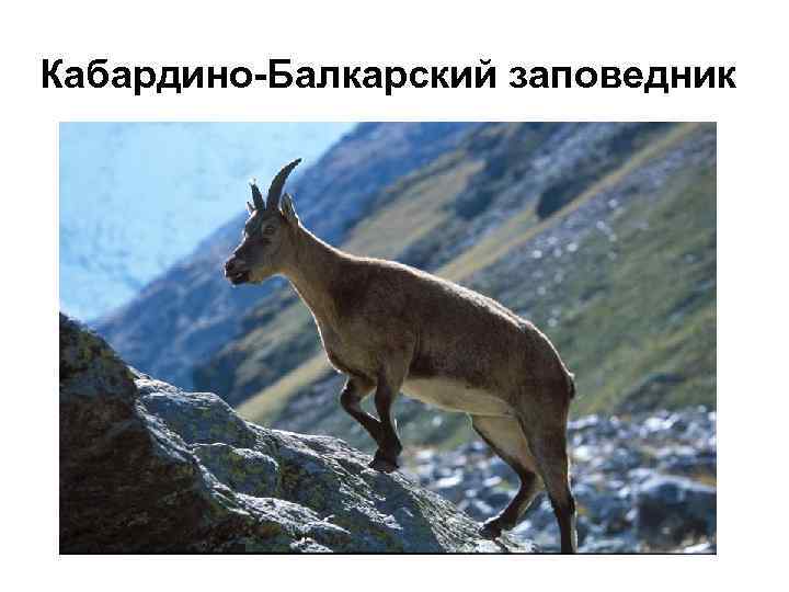 Кабардино-Балкарский заповедник 