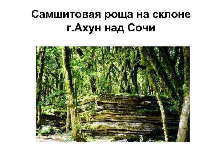Самшитовая роща на склоне г. Ахун над Сочи 