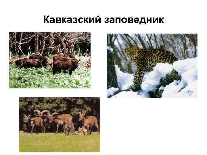 Кавказский заповедник 