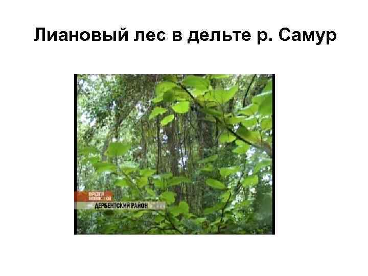 Лиановый лес в дельте р. Самур 