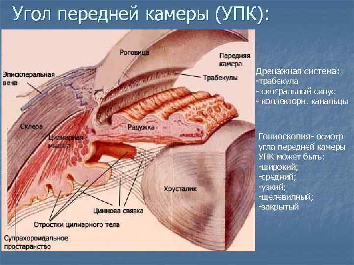Угол передней камеры (УПК): Дренажная система: -трабекула - склеральный синус - коллекторн. канальцы Гониоскопия-