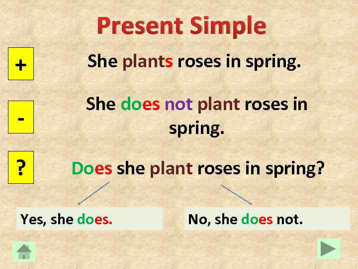 Present Simple + She plants roses in spring. - She does not plant roses