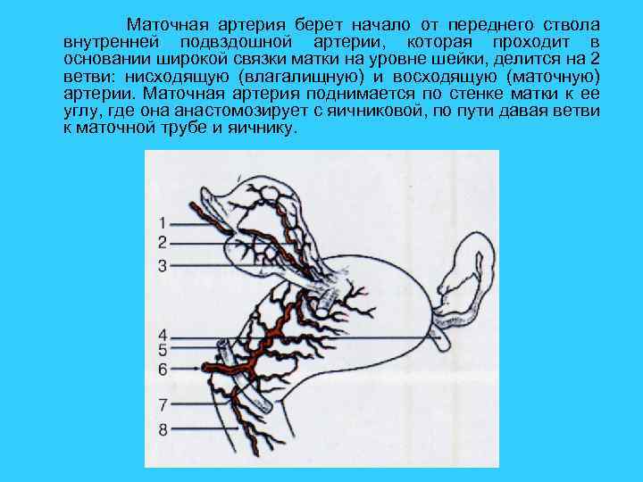  Маточная артерия берет начало от переднего ствола внутренней подвздошной артерии, которая проходит в