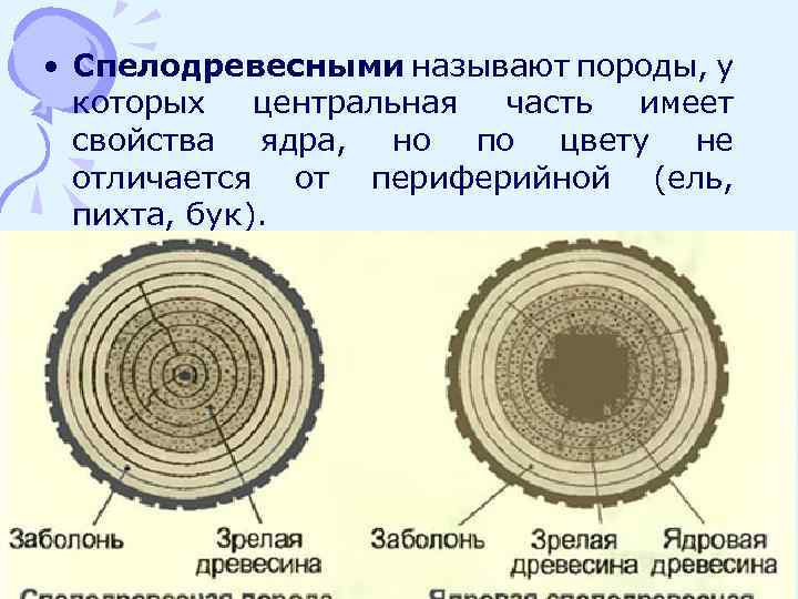  • Спелодревесными называют породы, у которых центральная часть имеет свойства ядра, но по