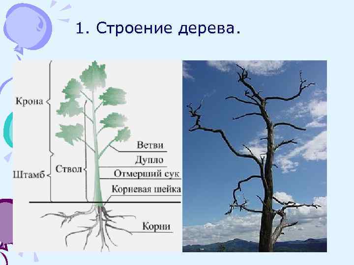 Строение дерева схема