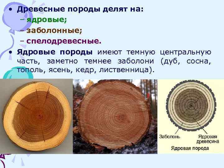 Образовавшейся древесины. Ядровые спелодревесные и заболонные древесные породы. Хвойная заболонная порода древесины. Что такое ядровая древесина и заболонная древесина. Заболонь древесины кедр.