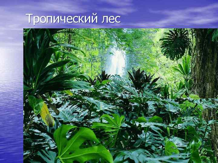 Тропический лес 