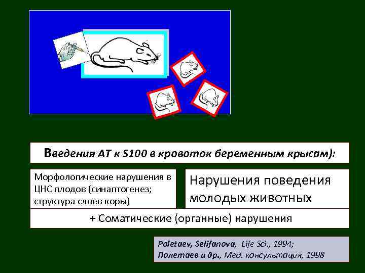 Введения АТ к S 100 в кровоток беременным крысам): Морфологические нарушения в ЦНС плодов