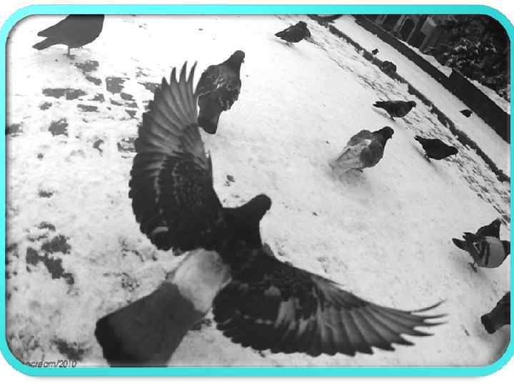  • Голуби разворковались — установится хорошая погода. • Голуби прячутся - к ненастью.