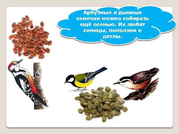 Арбузные и дынные семечки можно собирать ещё осенью. Их любят синицы, поползни и дятлы.