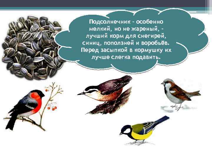 Подсолнечник – особенно мелкий, но не жареный, лучший корм для снегирей, синиц, поползней и